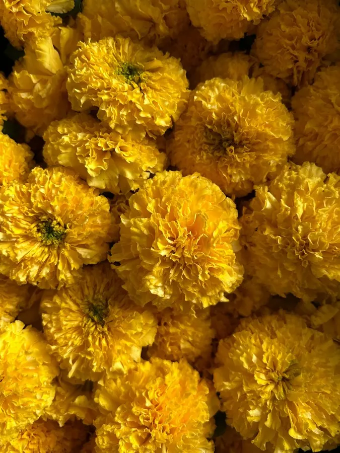Gelbe Tagetes, Stimmungsbild, madea